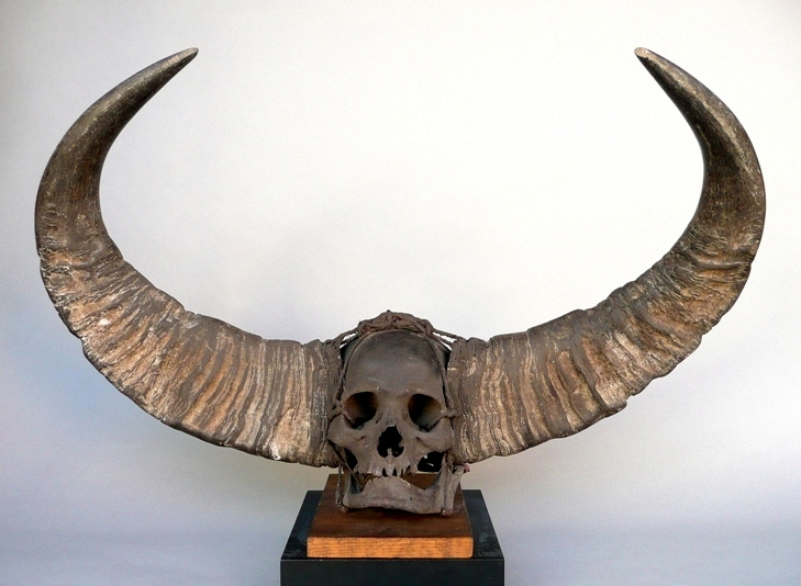 41: Trophy skull with mithan horn attachments